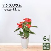アンスリウム 6号 赤 丸陶器 高さ約65cm 観葉植物