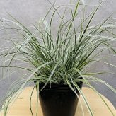 斑入り カレックス オシメンシス エベレスト 白緑 15cmポット苗 株 下草 常緑 多年草 グランドカバー カラーリーフ 庭 寄せ植えに 花壇 鉢植え 高耐寒性