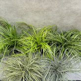 カレックス 5品種セット 寄せ植え用 15cmポット苗 株 下草 常緑 多年草 グランドカバー カラーリーフ 庭 花壇 鉢植え 高耐寒性