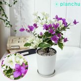 PLANCHU 熱帯花木 ブーゲンビレア ブルーハワイ ブーケ仕立て 4号鉢 受け皿付き 育て方説明書付き Bougainvillea cv. 斑入り 鉢花 観葉植物