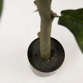 観葉植物 造花 カシワバゴム BROWN 全高約183cm 大型 フェイクグリーン 高級 本物そっくり リアル おしゃれ インテリア 人工観葉植物 アーティフィシャルグリーン モダン オフィス 店舗 ホテル 開店祝い 室内 リビング 玄関 風水 カシワバゴムノキ