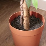 ガーデン エクステリア 観葉植物 フィカス ６９０ Ａ フェイクグリーン 植物 緑 グリーン 癒し 植木 インテリア ガーデニング おしゃれ カフェ リビング プランター ギフト プレゼント 贈り物 オフィス 会社 枯れない 簡単 手入れ 樹木 新生活