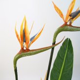 観葉植物 造花 ストレリチア BROWN 全高約126cm 大型 フェイクグリーン 本物そっくり おしゃれ インテリア 人工観葉植物 アーティフィシャルグリーン オフィス 店舗 ホテル 開店祝い 室内 極楽鳥花 オーガスタ フェイク
