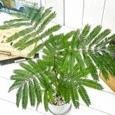 PLANCHU 観葉植物 コヨバ エバーフレッシュ 4号鉢 受け皿付き 育て方説明書付き Cojoba arborea var. angustifolia アカサヤネムノキ