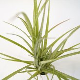観葉植物 造花 グラス BROWN 全高約65cm 卓上・小型 フェイクグリーン 本物そっくり おしゃれ インテリア 人工観葉植物 アーティフィシャルグリーン オフィス 店舗 ホテル 開店祝い 室内 ミニ ナチュラル 草 フェイク