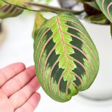 PLANCHU 観葉植物 マランタ ボスタス 6号鉢 受け皿付き 育て方説明書付き Maranta leuconeura var. erythroneura レウコネウラ カラテア