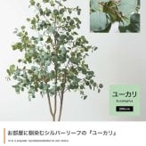 【高さ200cm】光触媒人工観葉植物 ユーカリ 幅70cm×奥行60cm×高さ200cm オフィス 天然木 ポリエステル 組立品 お部屋に気軽に飾れて空間を美しく彩るフェイクグリーン 本物の植物のようなリアルな質感とインテリアに馴染む風合いが魅力です