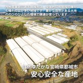 【都城産】栗で育てた「くりぷ豚」ヘルシーしゃぶしゃぶセット たっぷり 2.2kg (～10人前)豚肉
