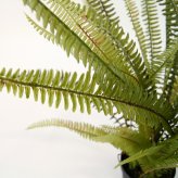観葉植物 造花 ボストンファーン グリーン BROWN 全高約70cm 卓上・小型 フェイクグリーン 本物そっくり おしゃれ インテリア 人工観葉植物 アーティフィシャルグリーン オフィス 店舗 ホテル 開店祝い 室内 ミニ シダ タマシダ フェイク