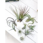 PLANCHU エアプランツ ティランジア ジュンセア Mサイズ 1株 W10×H18cm前後 育て方説明書付き Tillandsia juncea エアープランツ チランジア