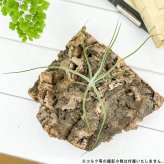 PLANCHU エアプランツ ティランジア シーディアナ Sサイズ 1株 W14×H14cm前後 育て方説明書付き Tillandsia schiedeana スキディアーナ エアープランツ チランジア