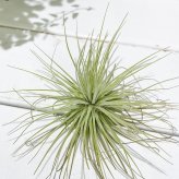 PLANCHU エアプランツ ティランジア マグヌシアナ Mサイズ 1株 W10×H10cm前後 育て方説明書付き Tillandsia magnusiana エアープランツ チランジア