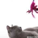 ジョイサー JOYSER フェザーワンド 猫用おもちゃ ピンク