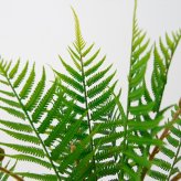 観葉植物 造花 ファーン BROWN 全高約74cm 卓上・小型 フェイクグリーン 本物そっくり おしゃれ インテリア 人工観葉植物 アーティフィシャルグリーン オフィス 店舗 ホテル 開店祝い 室内 ミニ シダ 観葉 フェイク