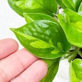 観葉植物 ポトス グローバルグリーン 3.5号鉢 3鉢セット 受け皿付き 育て方説明書付き Epipremnum pinnatum ‘Global Green’ エピプレムヌム