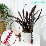 PLANCHU 観葉植物 エクメア フォスターズフェイバリット 5号鉢 受け皿付き 育て方説明書付き Aechmea ‘Foster's Favorite’ ブロメリア
