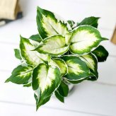 PLANCHU 観葉植物 ディフェンバキア クールビューティー 4号鉢 受け皿付き 育て方説明書付き PVP Dieffenbachia ‘Cool Beauty’ アロイド