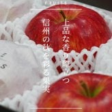 THE FRUITS シナノスイート 長野県産 林檎 12玉 等級 高等級 中玉（32玉級) 以上 りんご 高級 内祝い お返し 出産内祝い 内祝 入学内祝い 快気祝い 結婚祝い 結婚内祝い 新甘泉 お供え 御供 ギフト お祝いグルメ フルーツ 果物 希少 食べ物