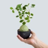 誕生日や記念日のプレゼントにおすすめ CT触媒コーデックス CT触媒 フェイクグリーン 人工観葉植物 造花 空気清浄 消臭 抗菌 インテリア 雑貨 おしゃれ ギフト