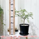 PLANCHU 亜熱帯果樹 シトラス フィンガーライム グリーンアリストンビル 6号スリット鉢 受け皿付き Citrus australasica cv. フルーツキャビア 柑橘苗