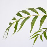 観葉植物 造花 マホニア コンフューサ BROWN 全高約180cm 大型 フェイクグリーン 高級 本物そっくり リアル おしゃれ 和風 和モダン インテリア 人工観葉植物 アーティフィシャルグリーン オフィス 店舗 ホテル 旅館 開店祝い 室内 リビング 玄関 庭木 細葉ヒイラギナンテン