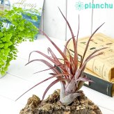 PLANCHU エアプランツ ティランジア ラブノット 1株 W20×H20cm前後 育て方説明書付き Tillandsia ‘Love Knot’ エアープランツ チランジア