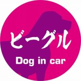 Dog in car ドッグインカー ステッカー カーステッカー ビーグル 毛筆書体 ピンクパープル シール 煽り運転対策 カーサイン