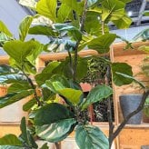 観葉植物 造花 カシワバゴム BROWN 全高約200cm 大型 曲がり幹 フェイクグリーン 高級 本物そっくり リアル おしゃれ インテリア 人工観葉植物 アーティフィシャルグリーン シンボルツリー オフィス 店舗 ホテル 開店祝い 室内 リビング 玄関 風水 ゴムの木