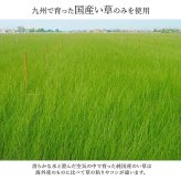 夏ラグ 夏用カーペット 敷物 花ござ 国産 純国産 日本製 い草 モダン 抗菌防臭 自然素材 不織布 江戸間3畳 約174×261cm
