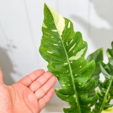 PLANCHU 観葉植物 フィロデンドロン リングオブファイア 5号鉢 受け皿付き 育て方説明書付き Philodendron ‘Ring Of Fire’ リングオブファイヤー アロイド 斑入り レア品種