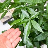 PLANCHU 観葉植物 パキラの森 実生株 6号鉢 受け皿付き 育て方説明書付き Pachira glabra 発財樹