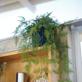 観葉植物 造花 アスパラガス BROWN 全長約63cm フェイクグリーン 高級 本物そっくり リアル おしゃれ 卓上 インテリア 人工観葉植物 アーティフィシャルグリーン 垂れ下がる ふわふわ オフィス 店舗 開店祝い 室内 リビング 玄関 トイレ 風水 アスパラガスファーン
