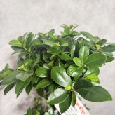 ガジュマル 観葉植物 八の字 8号鉢苗 大型 盆栽 末広がりの8の字 室内 珍しい 希少種 多幸の木 幸福をもたらす精霊が住むガジュマルの木 おしゃれなインテリア 結婚祝い 新築祝い 開店祝い 開業祝い 誕生日 母の日 父の日 記念日 プレゼントギフト 肥料別売り 敬老の日