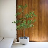 観葉植物 造花 イロハモミジ BROWN 全高約230cm 大型 フェイクグリーン 高級 本物そっくり リアル おしゃれ 和風 和モダン インテリア 人工観葉植物 アーティフィシャルグリーン オフィス 店舗 ホテル 旅館 開店祝い 室内 リビング 玄関 風水 もみじ 紅葉 カエデ