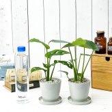 観葉植物 モンステラ ＆ マドカズラ 2種セット 3.5号鉢 受け皿付き 育て方説明書付き