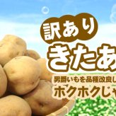 きたあかり 9.5-10kg 訳あり 北海道 じゃがいも S-Mサイズ 送料無料  ※沖縄は送料別途加算 キタアカリ