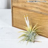 PLANCHU メール便発送 エアプランツ ティランジア イオナンタ 白花 Sサイズ 1株 W3×H3cm前後 育て方説明書付き Tillandsia ionantha ‘White Flower’ エアープランツ チランジア