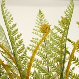 観葉植物 造花 ディクソニア BROWN 全高約183cm 大型 フェイクグリーン 高級 本物そっくり リアル おしゃれ 珍しい インテリア 人工観葉植物 アーティフィシャルグリーン オフィス 店舗 ホテル 開店祝い 室内 リビング 玄関 風水 木性シダ