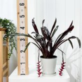 PLANCHU 観葉植物 エクメア フォスターズフェイバリット 5号鉢 受け皿付き 育て方説明書付き Aechmea ‘Foster's Favorite’ ブロメリア