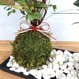 苔玉 十両（ヤブコウジ）の苔玉 南天の苔玉 水引き ピック 長方陶器下皿セット  春から夏には緑色の新葉が秋からは真っ赤な葉 ナンテン 風水 難を転ずる 風水 縁起物 ギフト 贈り物 観葉植物 開運  紅葉 おめでたい 運気を上げる bonsai  風水 なんてん 苔 こけ こけだま