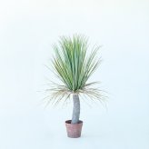 観葉植物 造花 ユッカ BROWN 全高約85cm 中型 フェイクグリーン 本物そっくり おしゃれ インテリア 人工観葉植物 アーティフィシャルグリーン オフィス 店舗 ホテル 開店祝い 室内 青年の木 エレファンティペス フェイク