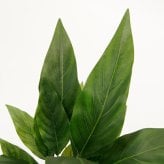 観葉植物 造花 スパティフィラム BROWN 全高約60cm 卓上・小型 フェイクグリーン 本物そっくり おしゃれ インテリア 人工観葉植物 アーティフィシャルグリーン オフィス 店舗 ホテル 開店祝い 室内 ミニ スパティフィルム フェイク
