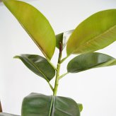 観葉植物 造花 フィカス ソフィア BROWN 全高約180cm 大型 フェイクグリーン 高級 本物そっくり リアル おしゃれ ナチュラル インテリア 人工観葉植物 アーティフィシャルグリーン オフィス 店舗 ホテル 開店祝い 室内 リビング 玄関 風水 ゴムの木
