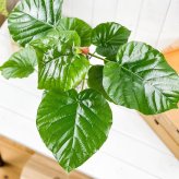PLANCHU 観葉植物 フィカス ウンベラータ 6号鉢 受け皿付き 育て方説明書付き Ficus umbellata ゴムノキ
