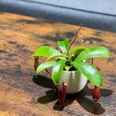 PLANCHU 食虫植物 ネペンテス 3号丸鉢 育て方説明書付き Nepenthes ウツボカズラ