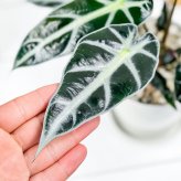 PLANCHU 観葉植物 アロカシア バンビーノ アロー 4号鉢 受け皿付き 育て方説明書付き Alocasia ‘Bambino Arrow’ アロイド