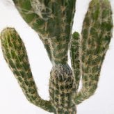 観葉植物 造花 柱サボテン BROWN 全高約71cm 卓上・小型 フェイクグリーン 本物そっくり おしゃれ インテリア 人工観葉植物 アーティフィシャルグリーン オフィス 店舗 ホテル 開店祝い 室内 ミニ サボテン カクタス フェイク