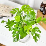 PLANCHU 観葉植物 ヒメモンステラ 5号鉢 受け皿付き 育て方説明書付き Rhaphidophora tetrasperma ラフィドフォラ モンステラ アロイド