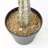 観葉植物 造花 ユーフォルビア BROWN 全高約147cm 大型 フェイクグリーン 本物そっくり おしゃれ インテリア 人工観葉植物 アーティフィシャルグリーン オフィス 店舗 ホテル 開店祝い 室内 多肉植物 フェイク