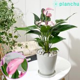 PLANCHU 観葉植物 アンスリウム ジゾウ 4号鉢 受け皿付き 育て方説明書付き Anthurium andraeanum ‘Zizou’ ジゾー アンスリューム アロイド 鉢花 パープル系